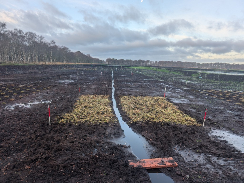 Fertiges Torfmoosfeld